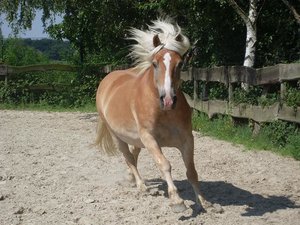 SL371994 - Kopie.JPG