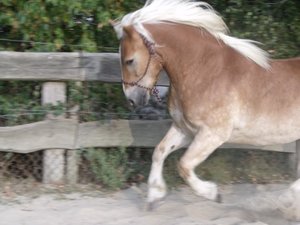 DSCF2757 - Kopie.JPG