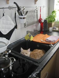 Bild_ SpÃ¼leQuiin.JPG