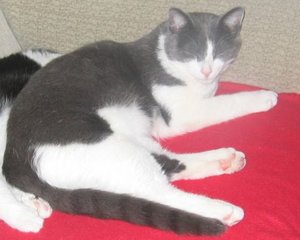 Merlin und Mogli ,014.jpg