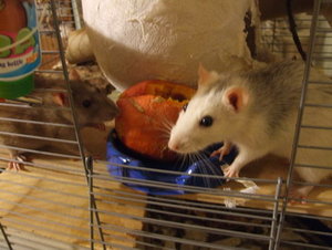 RattieKÃ¼rbis Nov.09 033.jpg