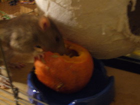 RattieKÃ¼rbis Nov.09 044.jpg