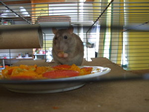 RattieKÃ¼rbis Nov.09 092.jpg