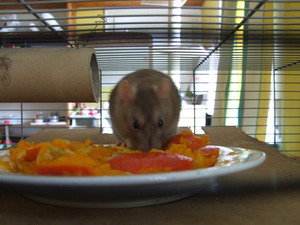 RattieKÃ¼rbis Nov.09 106.jpg