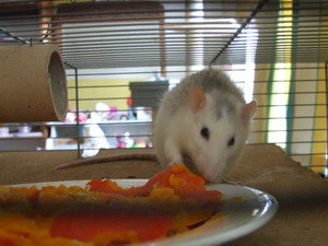 RattieKÃ¼rbis Nov.09 121.jpg