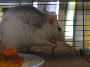 RattieKÃ¼rbis Nov.09 122.jpg