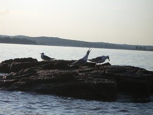 BlÃ¼hendes leben.JPG