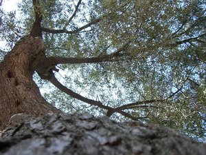 BlÃ¼hendes leben2.JPG