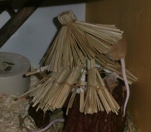 Hugo beim Dachabdecken.jpg