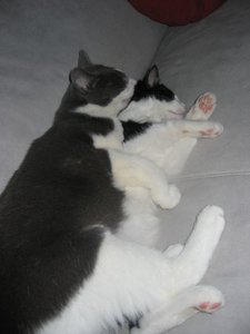 Merlin und Mogli 045.jpg