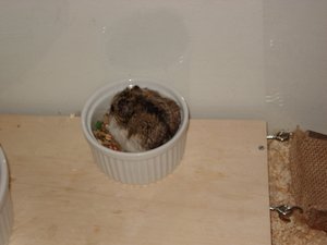 DSC00346 - Kopie.JPG