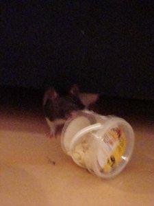 DSC00966.jpg verkleinert.jpg