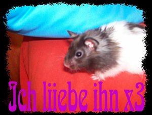 ich liebe ihn.JPG
