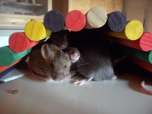 unter der brÃ¼cke.jpg