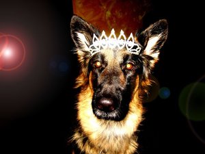 rosi mit krone satt.jpg