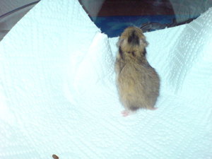 Baby 1 -Weibchen- (1).JPG