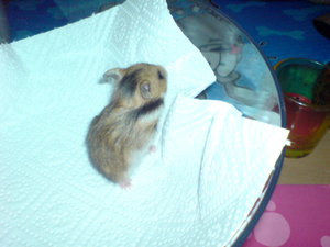 Baby 1 -Weibchen- (2).JPG