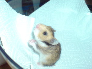 Baby 2 -MÃ¤nnchen- (1).JPG