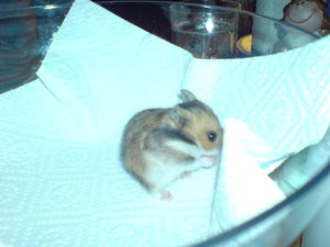 Baby 2 -MÃ¤nnchen- (2).JPG