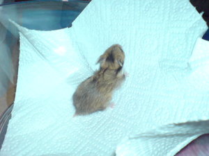 Baby 3 -MÃ¤nnchen- (1).JPG