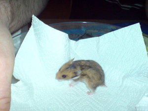 Baby 3 -MÃ¤nnchen- (2).JPG