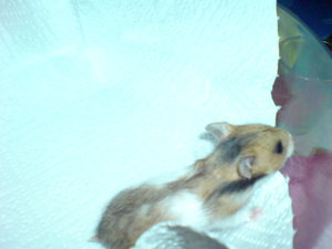 Baby 4 -Weibchen- (2).JPG