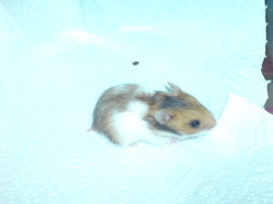 Baby 5 -MÃ¤nnchen- (1).JPG