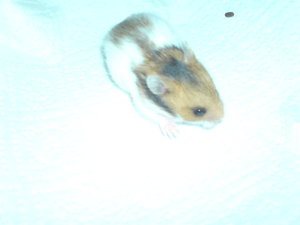 Baby 5 -MÃ¤nnchen- (2).JPG