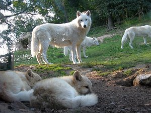 Wolf_Pack_by_Wolf_Bold.jpg