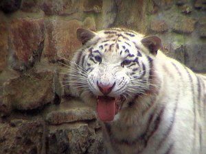 Kiara_the_white_tiger_by_Lobo_the_Wolf.jpg