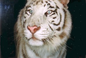 The_white_tiger_in_the_night_by_Lobo_the_Wolf.jpg