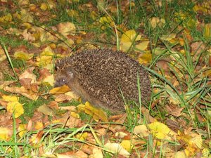 Igel.jpg