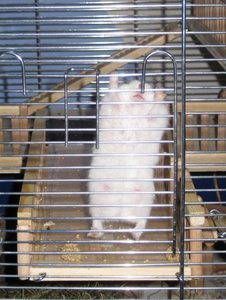 lilly streckt sich.JPG