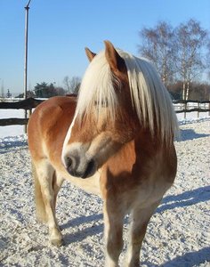 Winter Sam - Kopie.jpg