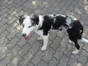 Gizmo+Spieli 012.JPG