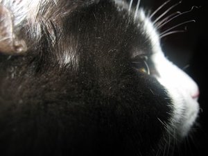 Merlin und Mogli 081.jpg