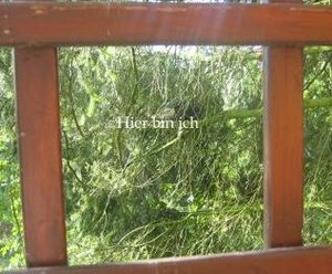 hier bin ich, Merlin 002.jpg