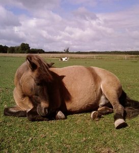 Lolle schlÃ¤ft.jpg