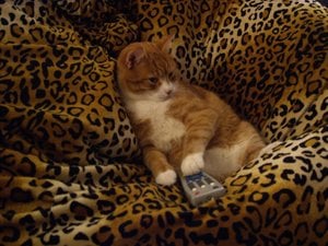 Der Dick schaut fern.jpg