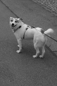 auf der wieseges 001.jpg