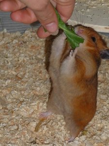 hamsterhand1.jpg