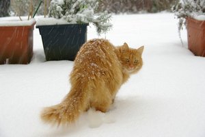 schneekatze_0005.jpg