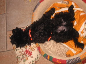 Ebayartikel Felix 019.JPG