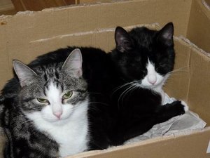 GrÃ¶ÃŸenÃ¤nderung P1040231.JPG