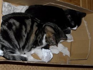 GrÃ¶ÃŸenÃ¤nderung P1040234.JPG