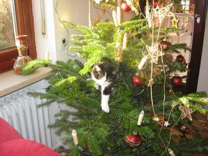 Merlin u. Mogli 005.jpg