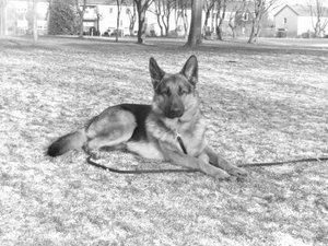 heiko schwarz weÃŸ klein.jpg