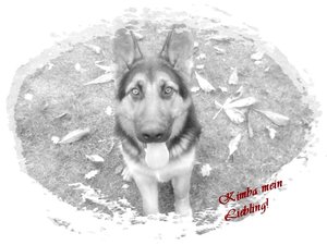 Kimba bearbeitet.JPG