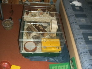 hamster 030.JPG