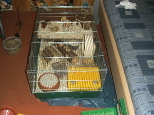 hamster 031.JPG